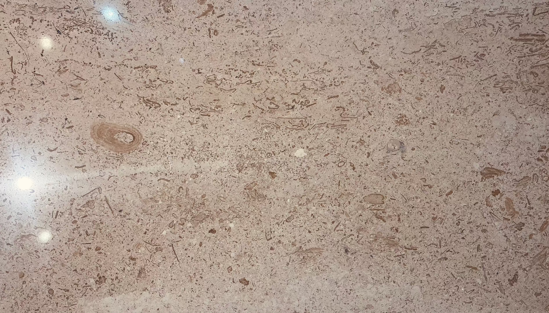 Close-up of Walnut Vein Cut 12x24 tile showing horizontal veining and gloss